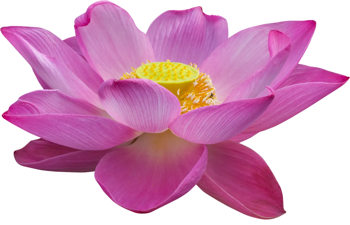 Flor de lótus rosa em plena floração